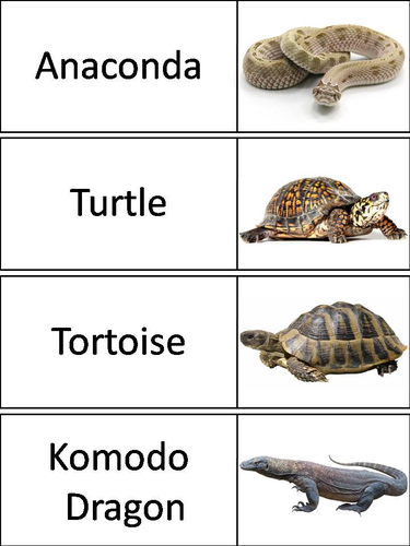 Reptiles Word Wall Cards | Teaching Resources