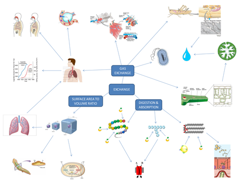 AQA A-level Biology Revision Mindmaps (2015 onwards) | Teaching Resources
