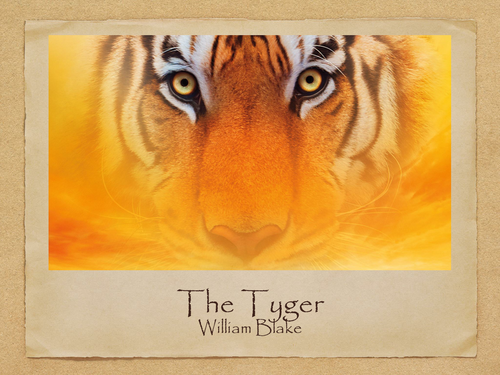 KS3 Poetry: 'The Tyger'