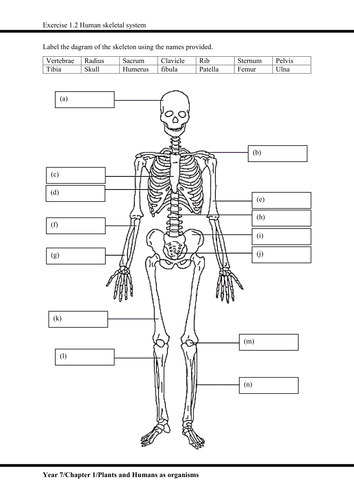 IGCSE :Plants and Humans as organisms (Skeletal system, joints ...