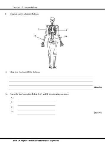 IGCSE :Plants and Humans as organisms (Skeletal system, joints ...