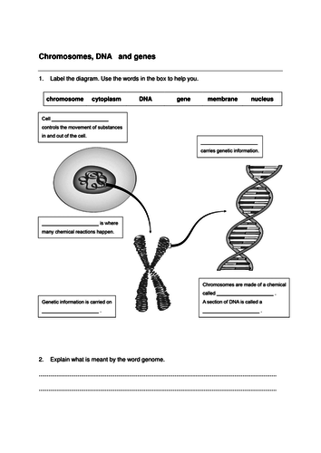 New GCSE Genetics_ Lessons 6.1_6.7 | Teaching Resources