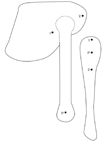 7Cd Antagonistic Muscles Model