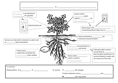 Summary of photosynthesis and its products | Teaching Resources