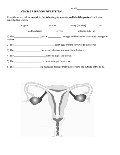 Work Sheet On Reproductive System Teaching Resources 3721