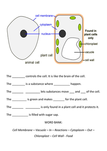 Plant and Animal Cells KS3 | Teaching Resources