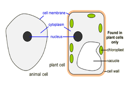 Plant And Animal Cell Diagram Ks3 ~ DIAGRAM