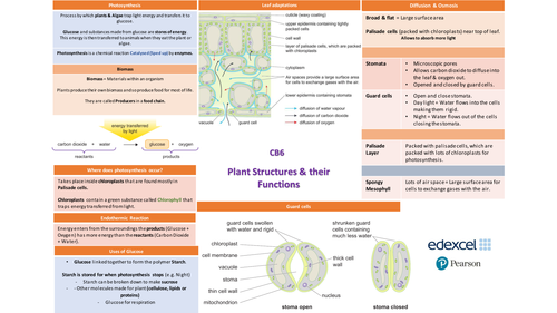 New Edexcel 9 1 Science Cb6 Plant Structure And Their Functions Knowledge Organiser Teaching 3620