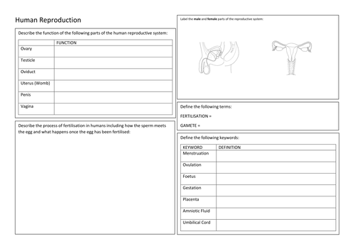 KS3 Biology - Human Reproduction - Revision Summary Poster