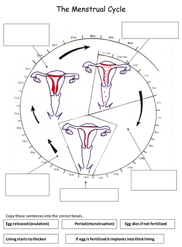 the menstrual cycle | Teaching Resources