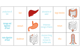 Digestive system - Card sort (KS3 / KS4) | Teaching Resources