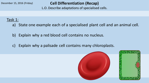 Cell Differentiation / Specialised Cells | Teaching Resources