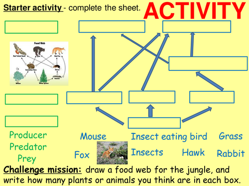 Transfers in food chains, energy loss, pyramids of numbers and biomass, bioaccumulation, pesticides.