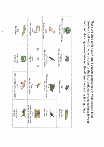 Food chains and food webs. Complete lesson. KS3 Biology. | Teaching ...