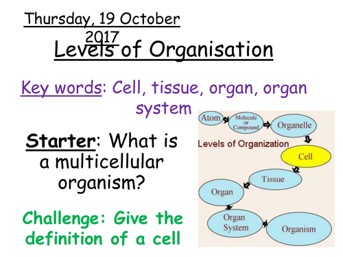 Levels of Organisation - Year 7 | Teaching Resources