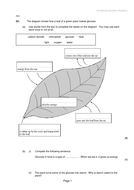 Leaf structure, adaptations & function - NEW AQA GCSE | Teaching Resources