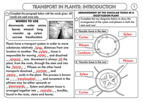 GCSE Biology Worksheet Pack on Transport in Plants: Transpiration