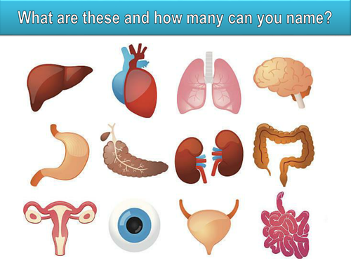 Organs and Organ systems | Teaching Resources