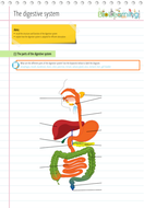 Digestive system - Worksheet (KS3/KS4) | Teaching Resources