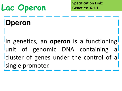 A Level Biology Lac Operon Lesson & Activities | Teaching Resources