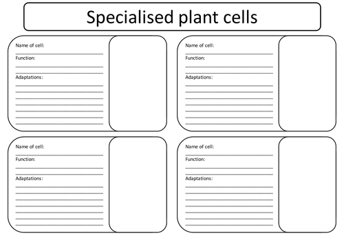 AQA Trilogy B1.5 Specialisation of Plant Cells | Teaching Resources
