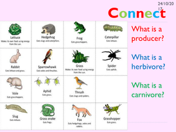 KS3 Food chains and webs | Teaching Resources