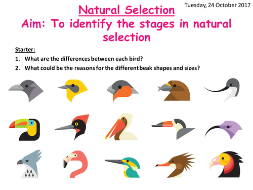 AQA A level Biology Natural selection | Teaching Resources