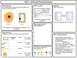 KS3 Biology Revision Sheets | Teaching Resources