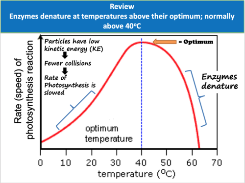 the-rate-of-photosynthesis-teaching-resources