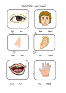 Arabic Worksheet on Body Parts | Teaching Resources