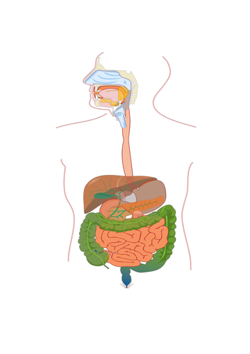 The Human Digestive System & Enzymes | AQA B1 4.2 | New Spec 9-1 (2018 ...