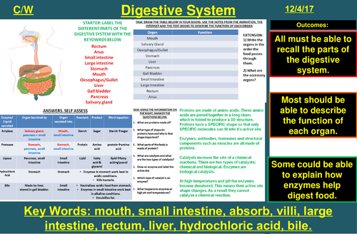 The Human Digestive System & Enzymes | AQA B1 4.2 | New Spec 9-1 (2018