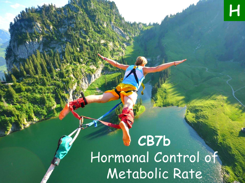 Edexcel CB7b Hormonal Control of Metabolic Rate