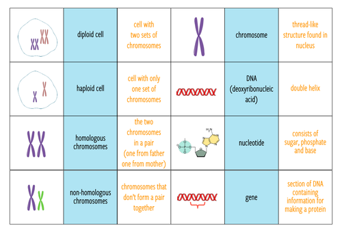 Genetics - Card sort (KS3/4) | Teaching Resources