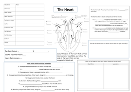The heart | Teaching Resources