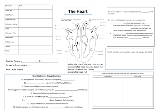 assignment on heart pdf