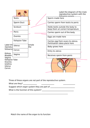 Reproductive Systems Worksheet Teaching Resources 0356