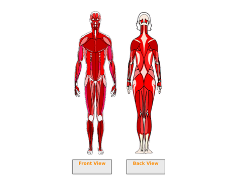 New GCSE Spec 2017(Edexcel) - Topic 1 - Applied Anatomy & Physiology