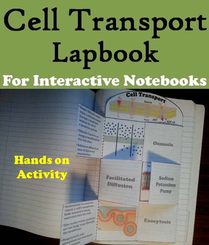Passive and Active Cell Transport Lapbook