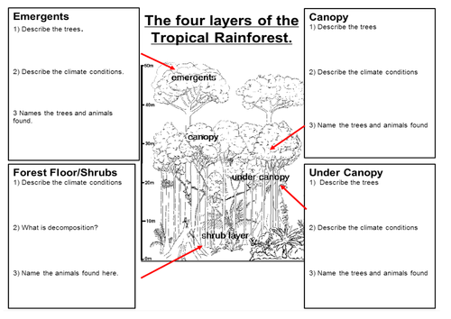 Ecosystems Lesson 5 - Structure of the Rainforest