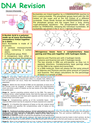A Level Biology Protein Synthesis Interactive Notebook | Teaching Resources