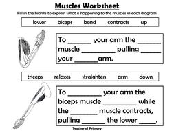 Functions of the skeleton year 3 worksheet picture