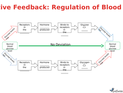 Negative Feedback: Control of blood sugar | Teaching Resources