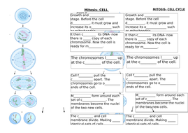 Mitosis work sheet- diff | Teaching Resources