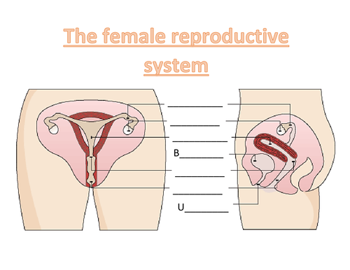 Introduction to the human reproductive system | Teaching Resources
