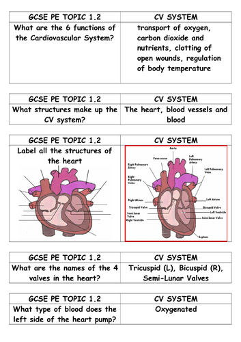 GCSE PE Edexcel (New Spec 2016+) Component 1.2 Cardiovascular Revision Cards