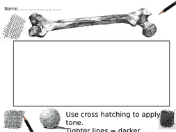 Drawing bones worksheets | Teaching Resources