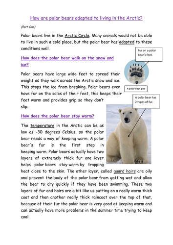 Polar Bear Explanation Double Comprehension | Teaching Resources