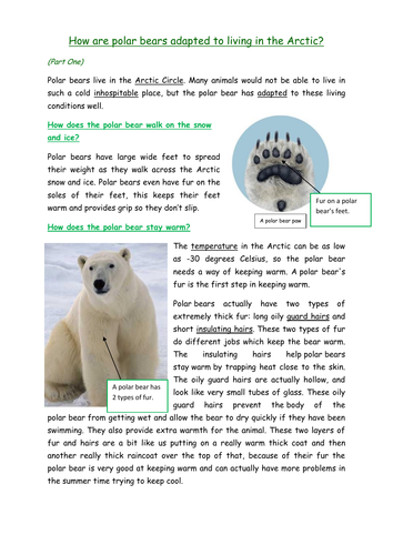 Polar Bear Explanation Double Comprehension | Teaching Resources