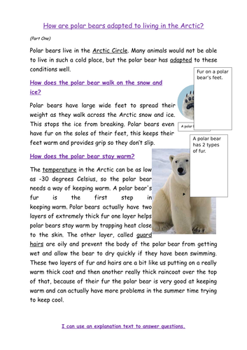 Polar Bear Explanation Double Comprehension | Teaching Resources